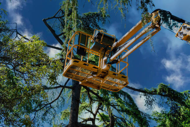 Best Tree Cabling and Bracing  in Wyandanch, NY