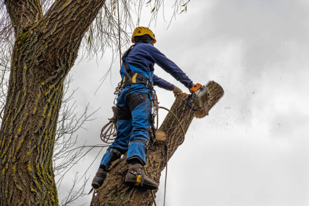 Best Tree Removal  in Wyandanch, NY