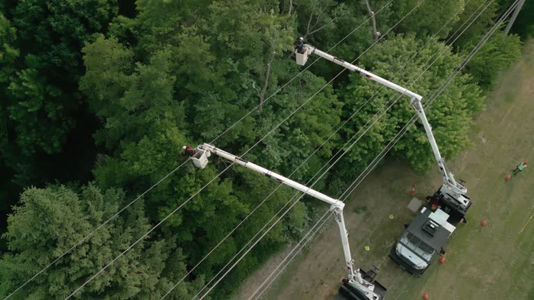 Best Tree Trimming and Pruning  in Wyandanch, NY