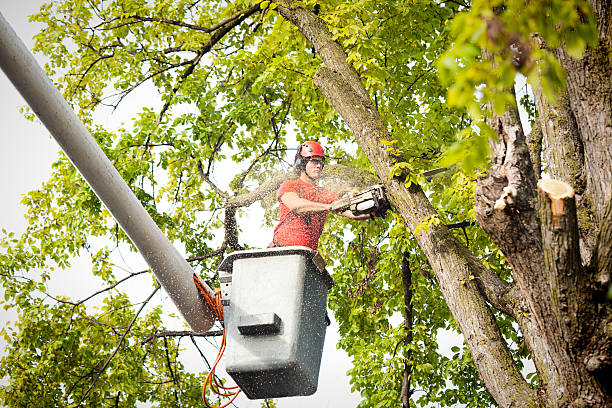 Best Tree Risk Assessment  in Wyandanch, NY